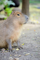 Naklejka na ściany i meble Capybara
