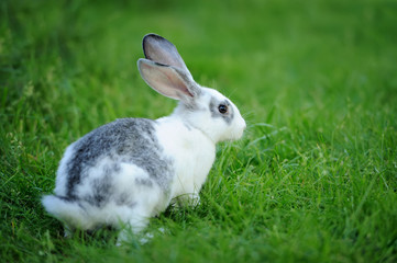 Rabbit