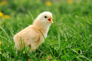 Little chicken