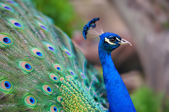 Fototapeta Peacock