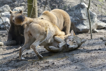 Gray wolf (Canis lupus) and brown bear (Ursus arctos)