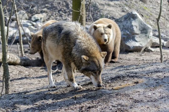 Gray Wolf (Canis Lupus) And Brown Bear (Ursus Arctos)