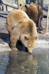 Brown bear