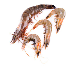 Raw tiger shrimps on white.