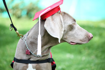 Hermosa perrita de la raza Weimaraner recibiendo su grado del curso de obediencia canina utilizando un birrete de color rojo. Graduación canina