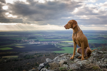 Vizsla on the top of the mountine
