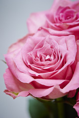 roses