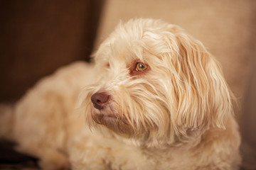 Havanese dog resting on the couch