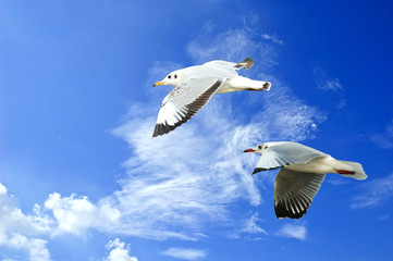 flying seagull in sky with clouds