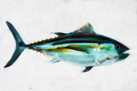 Thunfisch Zeichnung