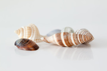 Shells of sea crustacean on a reflective background