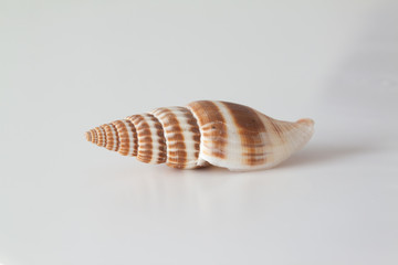 Shells of marine crustacean on a reflective background