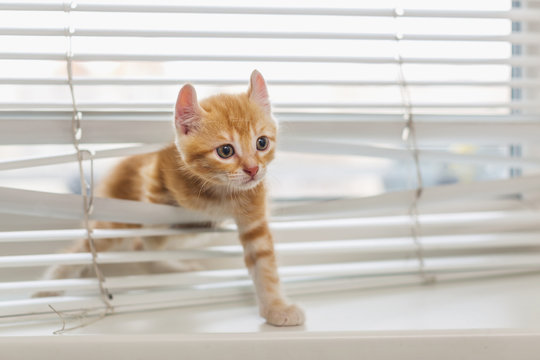 Ginger kitten tangled in window blinds