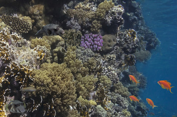 Fototapeta na wymiar Tropical Fish on Coral Reef