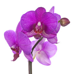 Fototapeta na wymiar Blooming twig of purple orchid isolated on white background.
