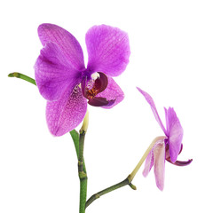 Blooming twig of purple orchid isolated on white background.
