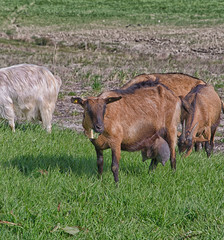 Goats in the tuscany countryside