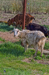 Goat eating in the countryside