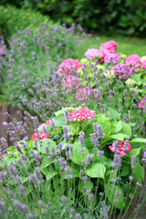 Obraz premium Hortensien und Lavendel