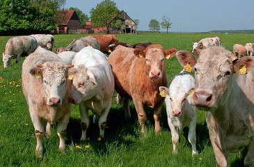 LandwirtschaftMastviehFleischpreis