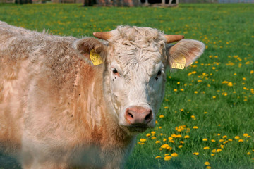 LandwirtschaftMastviehOhrmarke
