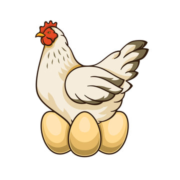 Vectoe chicken and eggs illustration