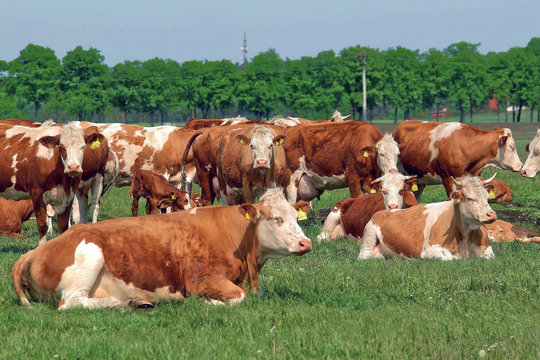 LandwirtschaftMilchkueheMastvieh
