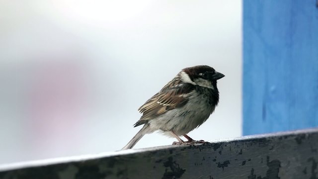 Passerotto