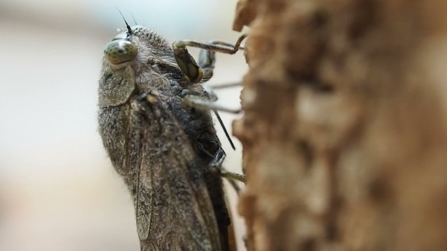 Macro close up Cicada insect on tree, 60 fps.