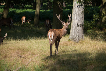 Naklejka na ściany i meble Splendid deer standing with herd in yellow grass in Richmond par
