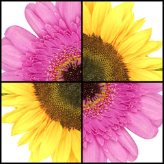 Square collage of Sunflower and Gerbera - 80681122