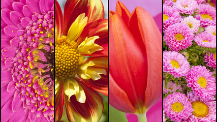 Collage of red yellow and pink flowers - 80681124