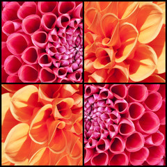Square collage of orange and pink Dahlias - 80681130