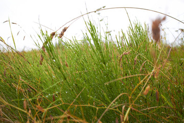 Fototapeta premium field of grass