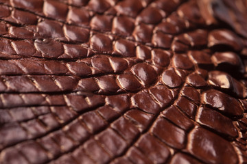 Alligator patterned background