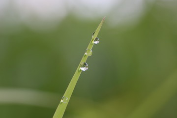 Fresh grass with dew drops close up