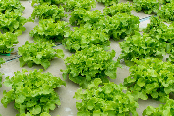 Fototapeta na wymiar Hydroponic vegetables growing in greenhouse