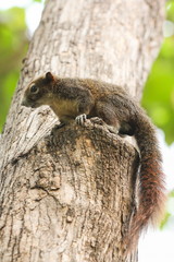 Squirrel sitting on the tree