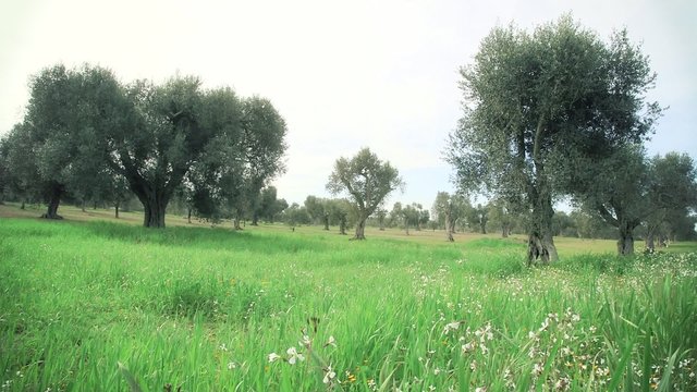 Campo di ulivi