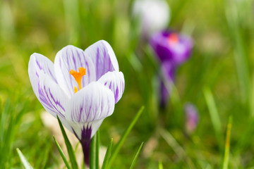 Purple striped crocus