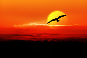 Möwe und Sonnenuntergang