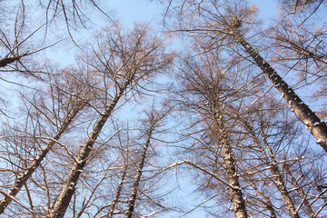 Forest covered by snow in winter season