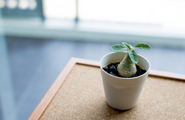 Small green plant in the pot on the cork board background