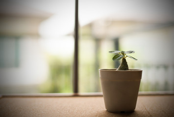 Lonely small green plant in the pot on the cork board background
