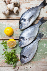 Three big fish (Sparus aurata)