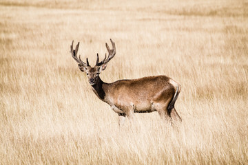 Splendid deer standing in tall yellow grass in Richmond park dur
