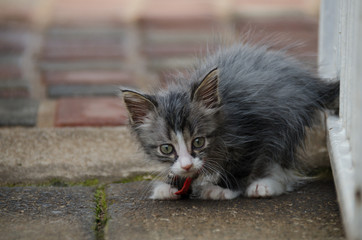 Getting ready to attack