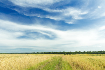 White cirrus clouds on azure sky above rye field and dirt road