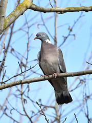 Common Wood Pigeon (Columba palumbus)