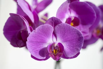 Papier Peint photo autocollant Orchidée орхидея